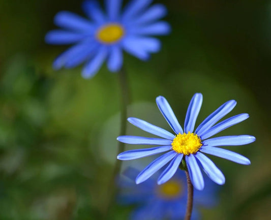 50 Seeds- Felicia Blue Daisy Flower Seeds For Platning, Grow Year Round. - Seeds Ville