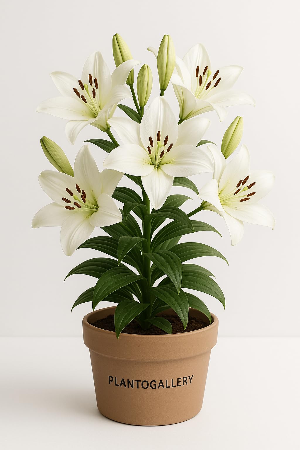 PLANTOGALLERY Asiatic Lily Imported and Hybrid Flower Bulbs Good Germination - Pack of 2 Bulbs (Pink)