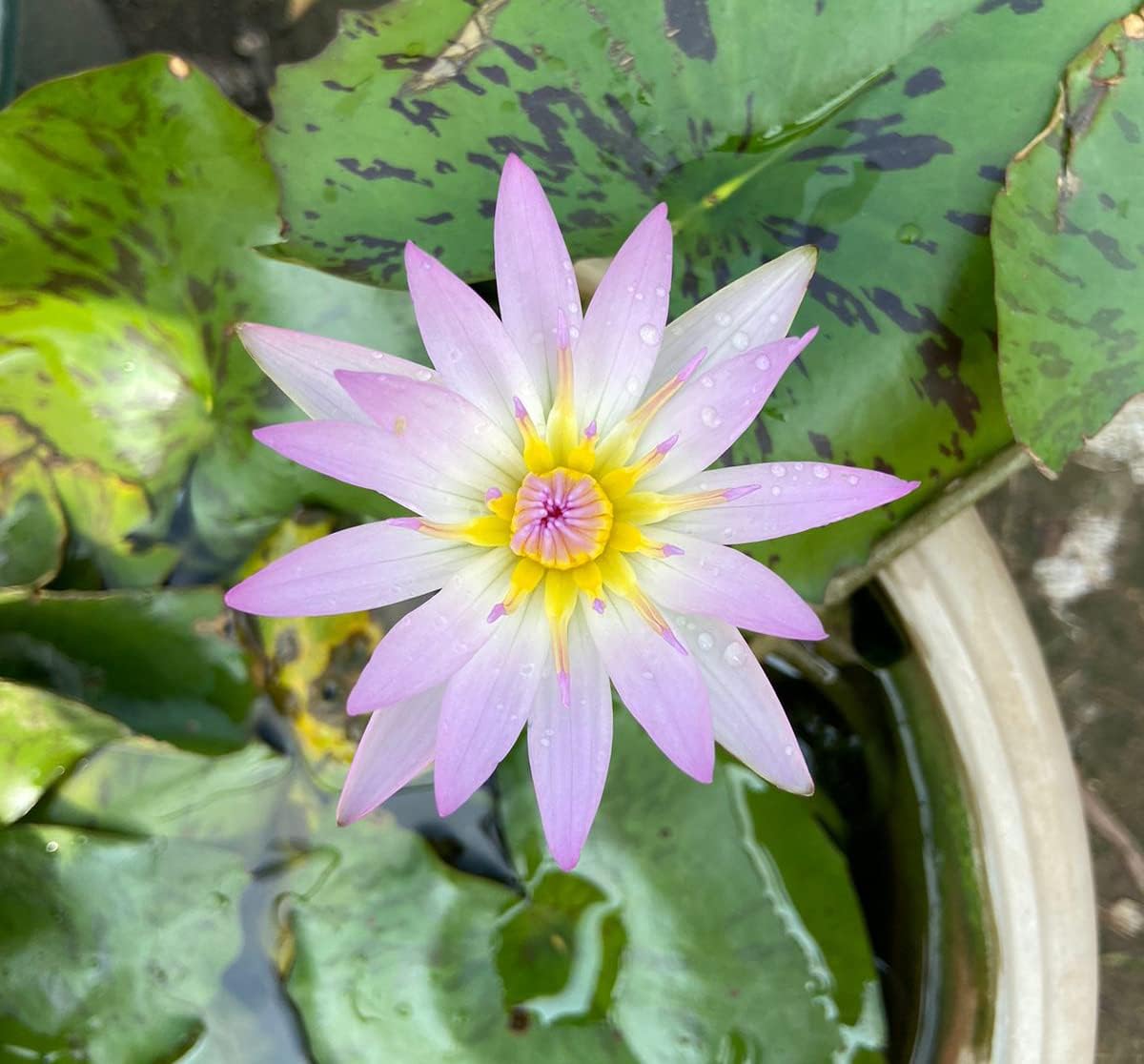 Waterlily Live Plant | Indoor | Outdoor | Aquatic Plant (Blue)