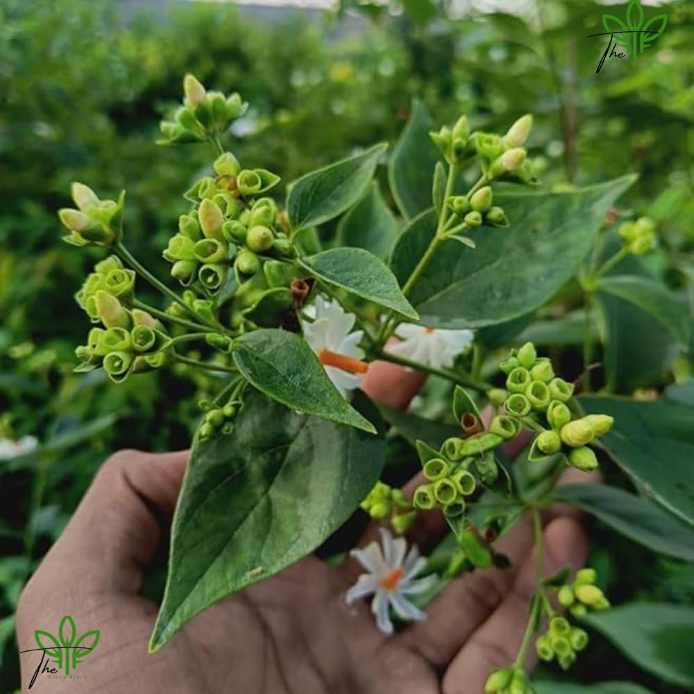 The Green Beach Live Harsingar,Parijat live Plant For Home And Garden With Pot - Seeds Ville