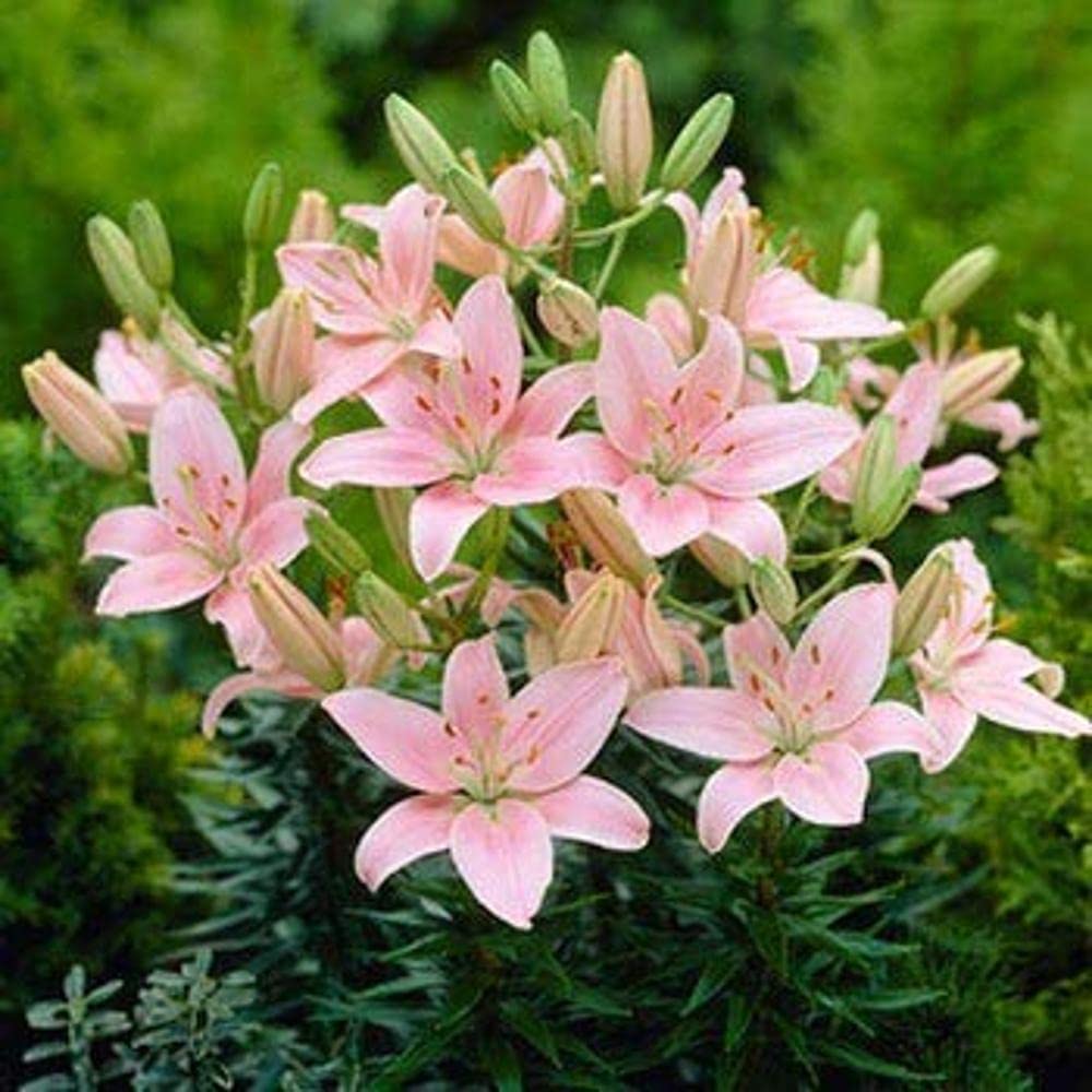 PLANTOGALLERY Asiatic Lily Imported and Hybrid Flower Bulbs Good Germination - Pack of 2 Bulbs (Pink)