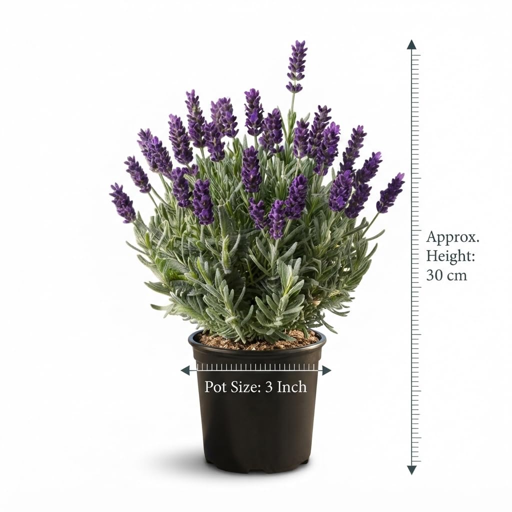 Seeds Ville Lavender Live Flowering Herb Plant 3 Inch Pot