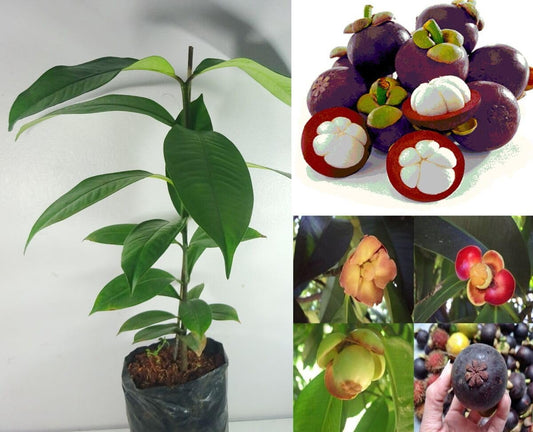 Original Mangosteen Plant Pack of 2, Live and Healthy, Easy Care, Fast Growing, Fruit After 1-2 Years