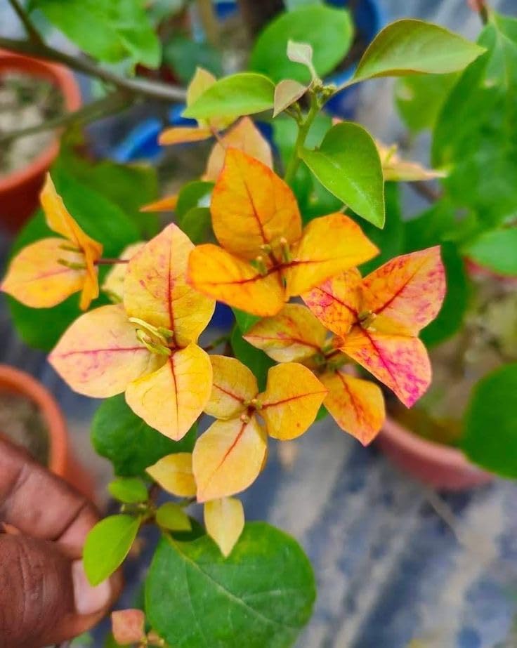 Seeds Ville Bougainvillea Live Flowering Plant Pack of 1