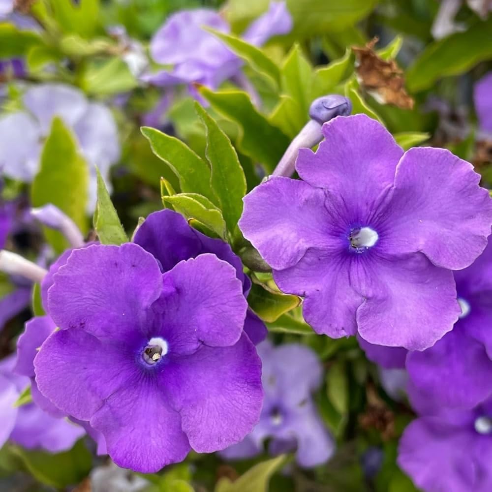 Seeds Ville Yesterday Today Tomorrow Live Fragrant Flower Plant