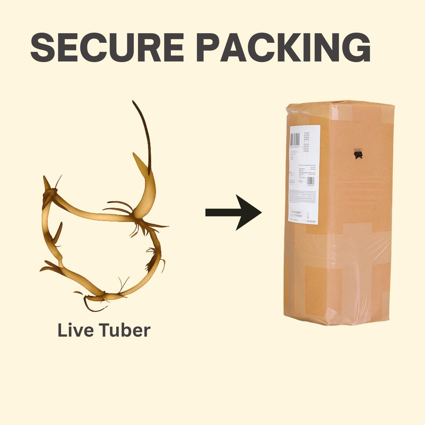 Lotus live plant | Rare plant | Original color guarantee plant | Indoor & Outdoor Live plant (Code 32)