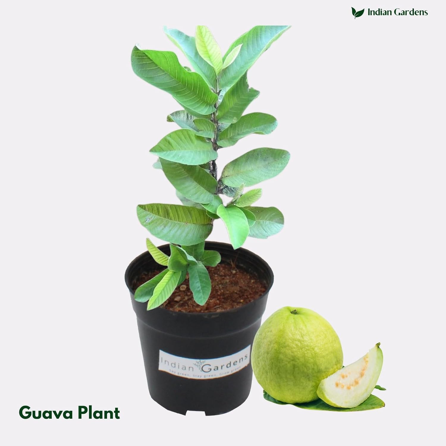 Indian Gardens – White Guava Live Plant | Healthy Fruit Plant for Home & Garden | Sweet, High Yield Variety | Fast Growing Plant with 4 inch Pot