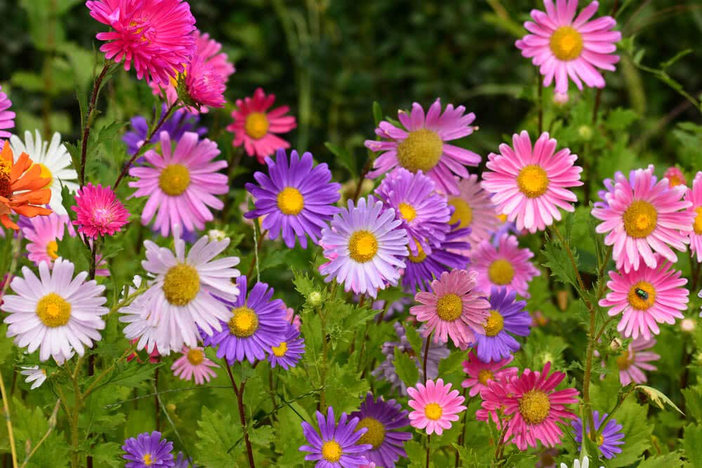 Indian Winter Mix Colour Flower Seeds Combo Pack 10 Variety 300+ Seeds - 30+ Seeds Each/Most Easy to Grow Seeds - Seeds Ville