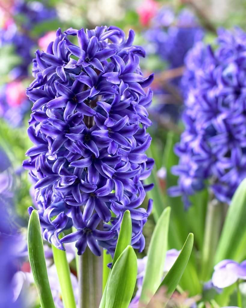 Hyacinth Flower Bulbs for All Season India for Indoor and Outdoor Planting Pack of 1 Bulbs By Zabbus (Blue)