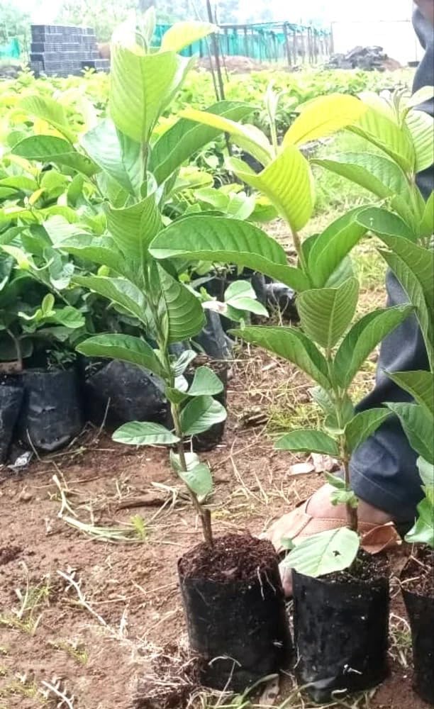 Gurveplantationi Potted Guava Plant Live Fruit Tree, Multiple Varieties (Pack of 1) (Apple Guava Plant) - Seeds Ville