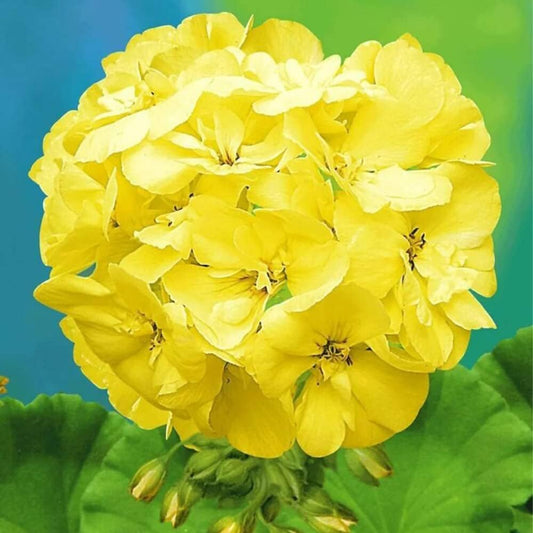 NooElec Seeds India 100+ Seeds - Yellow Japanese Rosebud Pelargonium Geranium Flower Seeds Pack- Home Lawn Terrace Garden Pack - Seeds Ville