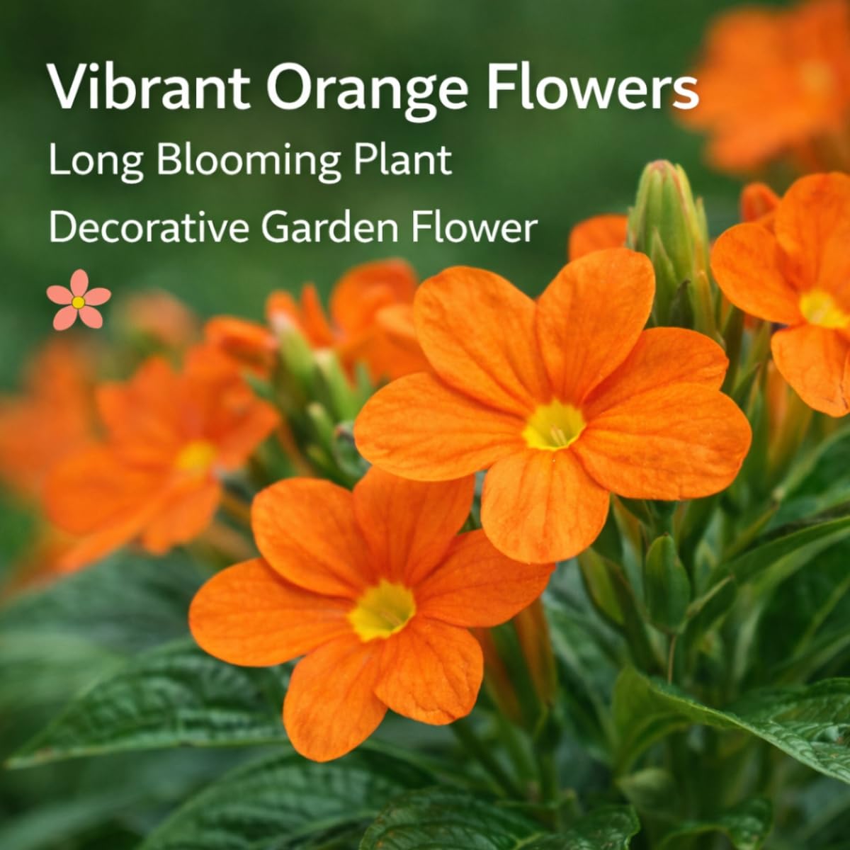 Seeds Ville Kanakambaram Crossandra Live Flowering Plant in Pot