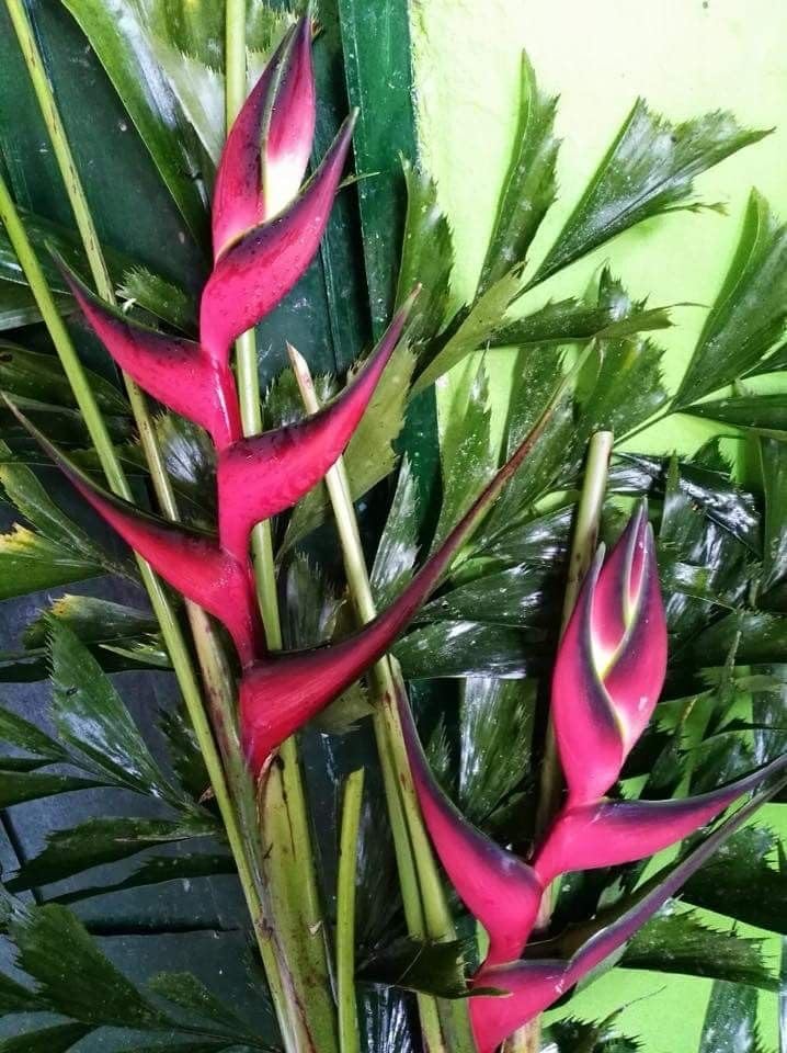 Seeds Ville Heliconia Imported Flower Bulbs Pack of 2
