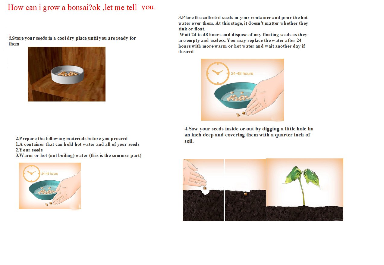 Nema Organic Ginkgo Biloba Fruit Seeds - 5 Pcs