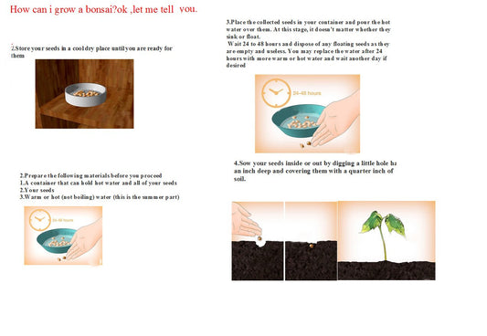 Nema Organic Ginkgo Biloba Fruit Seeds - 5 Pcs