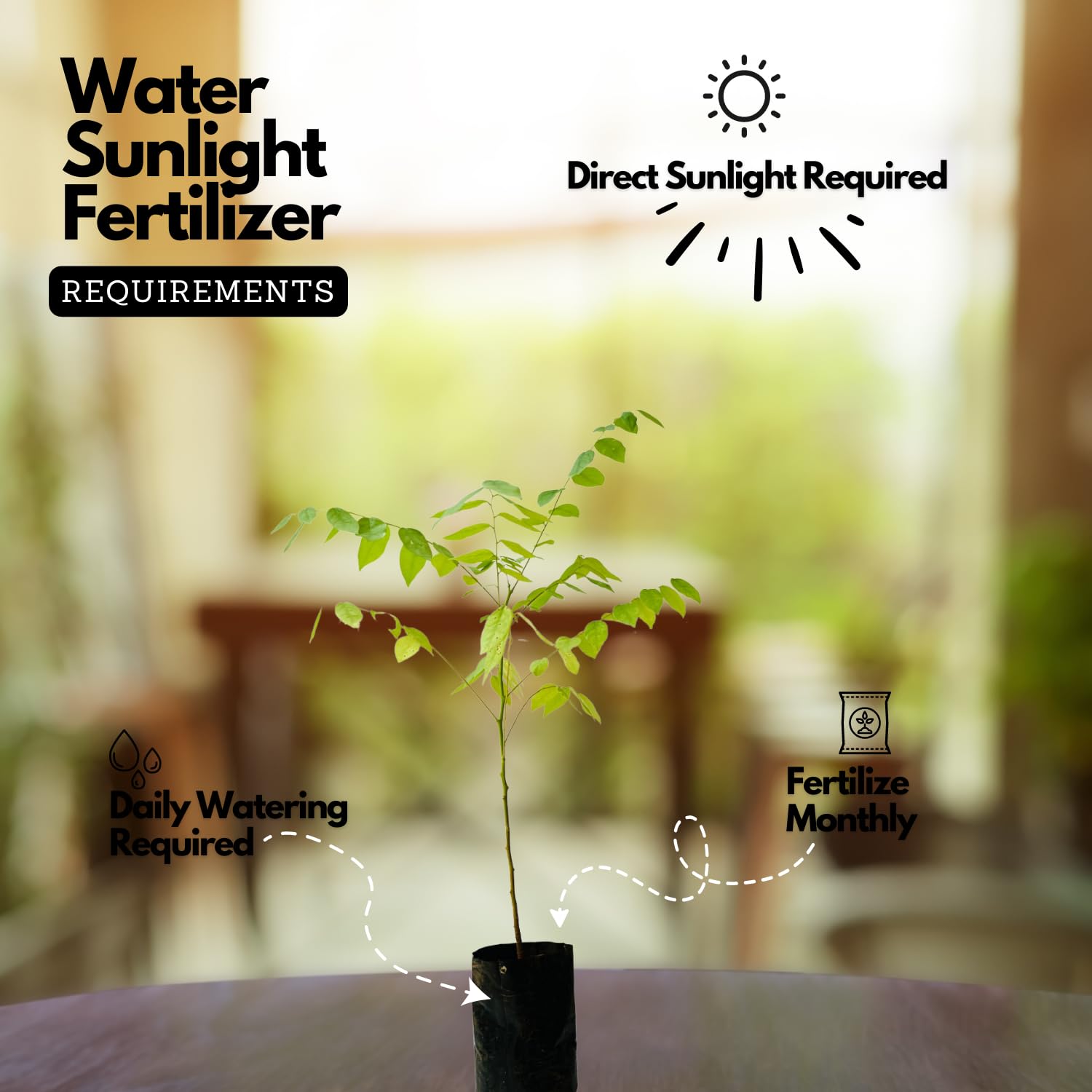 Hug A Plant | Star Gooseberry/Arinelli Fruit Live Plant (Home & Garden)