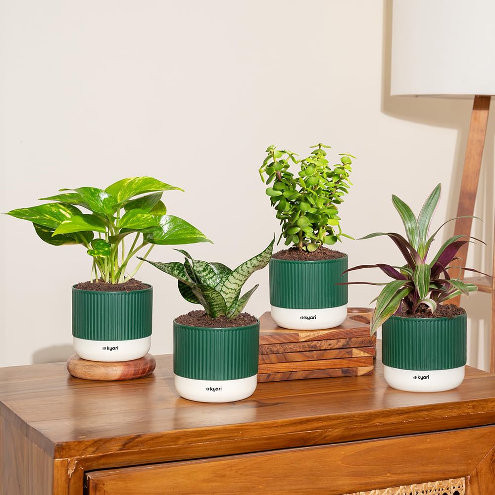 KYARI Sansevieria Green Snake Air Purifier Plant with White Self Watering Pot - Small 4 Inch