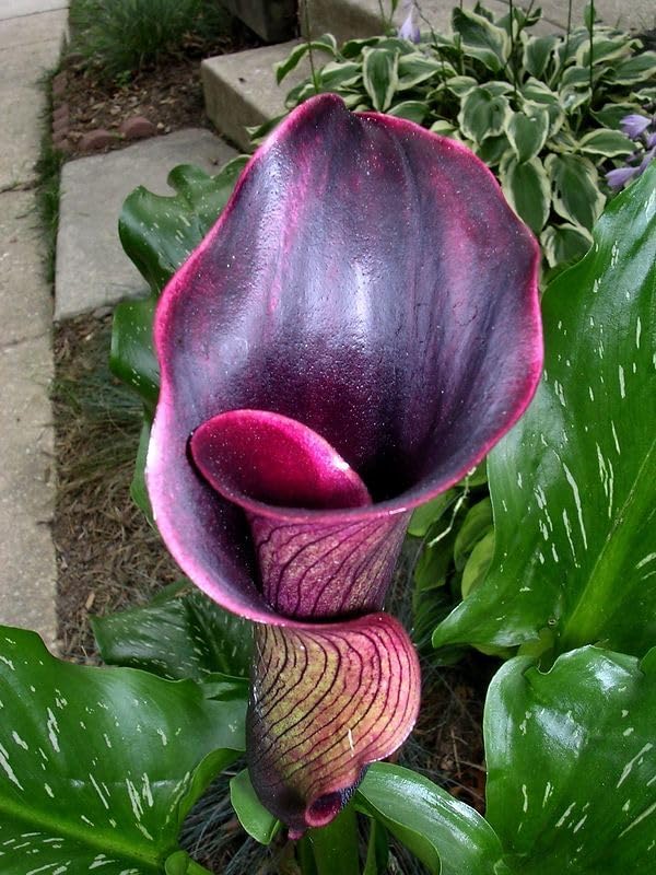 Seeds Ville Calla Lily Flower Bulbs Pack of 2
