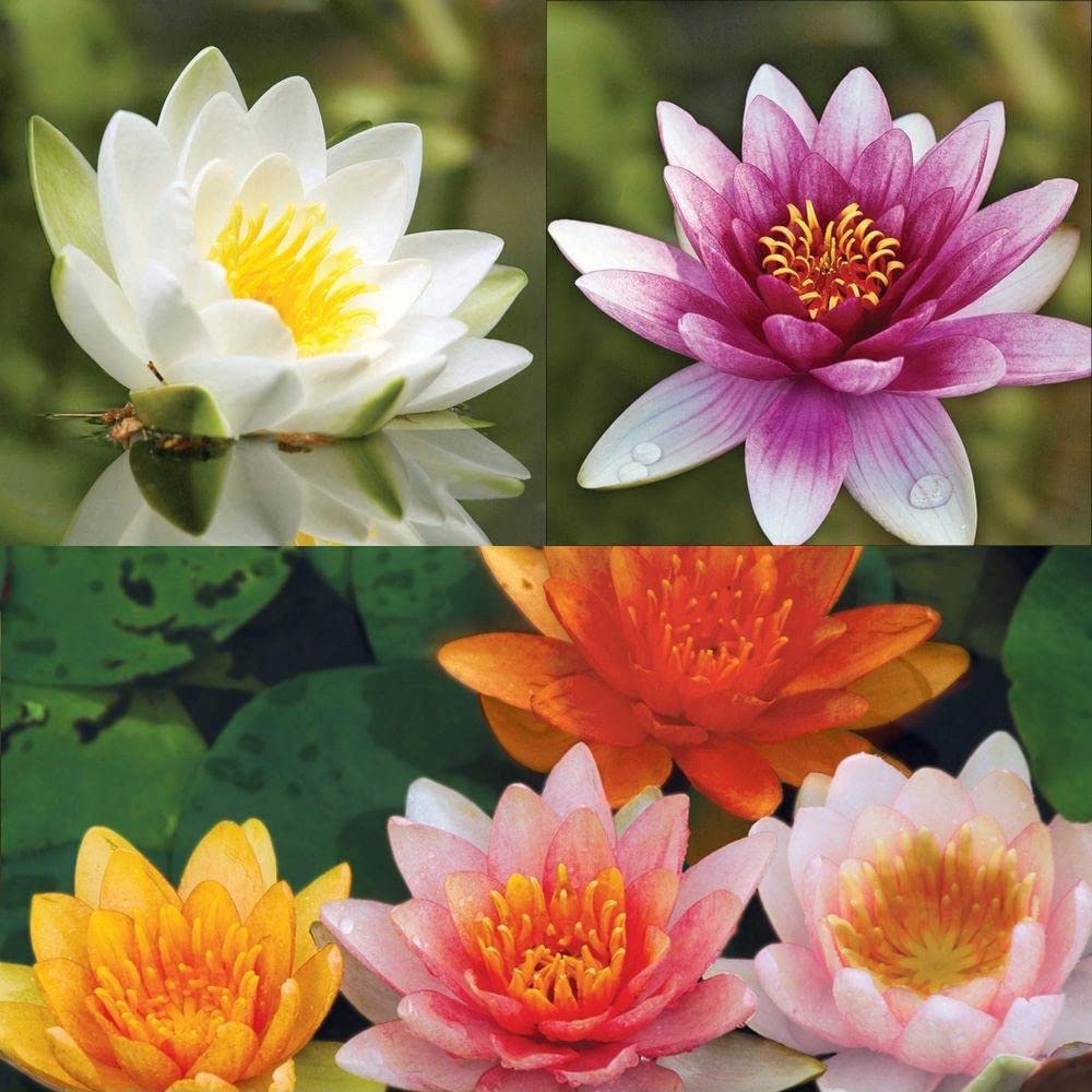 ATVADA Rare Lotus Flower 20 Seeds Planting Pond Dwarf Mini Water Bowl Aquarium Indoor - Seeds Ville