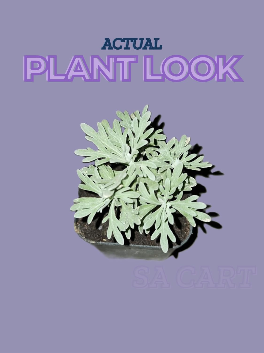 Live Purple Lavender Plant in Black Pot | All Season Fragrant Flowering Tree | Healthy Indoor Outdoor Live Plant for Home Garden & Decoration (LEVENDER PLANT) - Seeds Ville