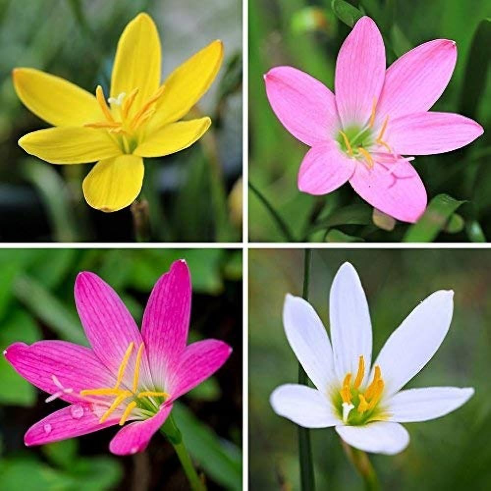 Live Green Zephyranthes - Rain Lily All Season Flower Bulbs (10pcs)