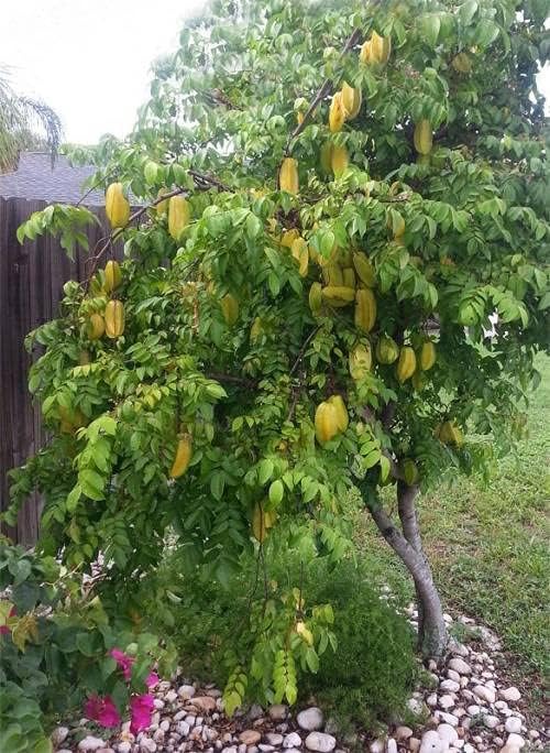 Seeds Ville Starfruit Plant Grafted Sweet Carambola Indonesia Variety 1-2ft