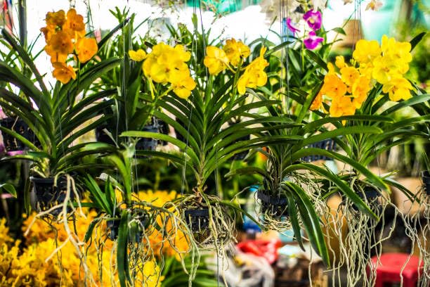 Seeds Ville Vanda Orchid Live Plants Combo Pack of 4 Mixed Colors