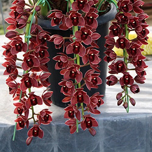 100 SEEDS- Dark Red Chinese Cymbidium Orchid Flower Seeds Potted Flowers Seeds Cicada Orchid Seeds
