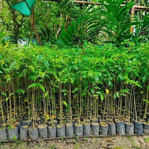 Seeds Ville Rare Agarwood Live Plant Fragrant Oud Tree 2-Pack