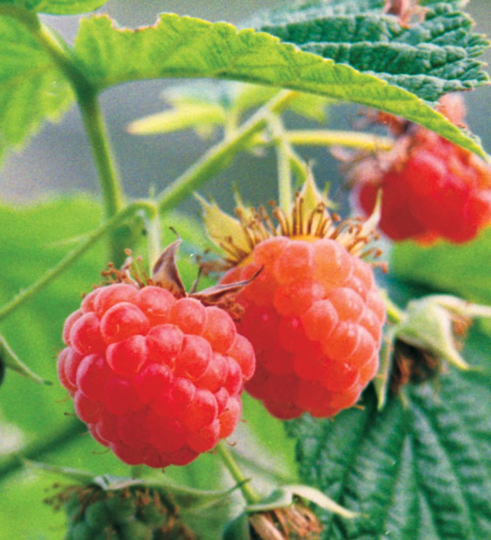 30 Seeds - Red Raspberry Organic Seeds (Rubus idaeus) Non-Gmo Berry Plant Seeds Easy Pack/Grow in All Seasons - Seeds Ville