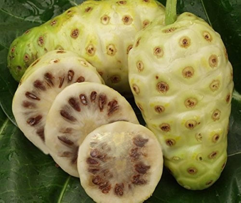 50+ Seeds- Organic Noni Fruit Seeds For Planting. Grow All India.