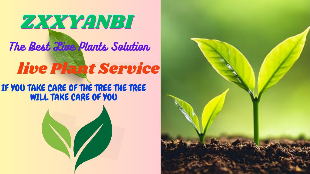 ZXXYANBI"Rare Nutmeg Jaiphal Myristica Javitri Jatifala, Jaiphal Masala Spice Live Plant (Height 1.5-2 Feet) "Kerala Variety" Sweetly fragrant (1 Healthy Spice Plant) For Home Garden Live Tree