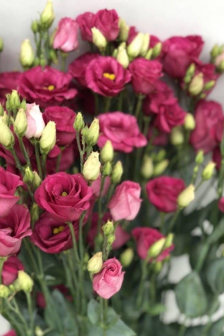 Radha Krishna Agriculture® Imported Lisianthus Flower Seeds for Home and Kitchen Gardening Pack of 100 seeds (MULTISHADE)