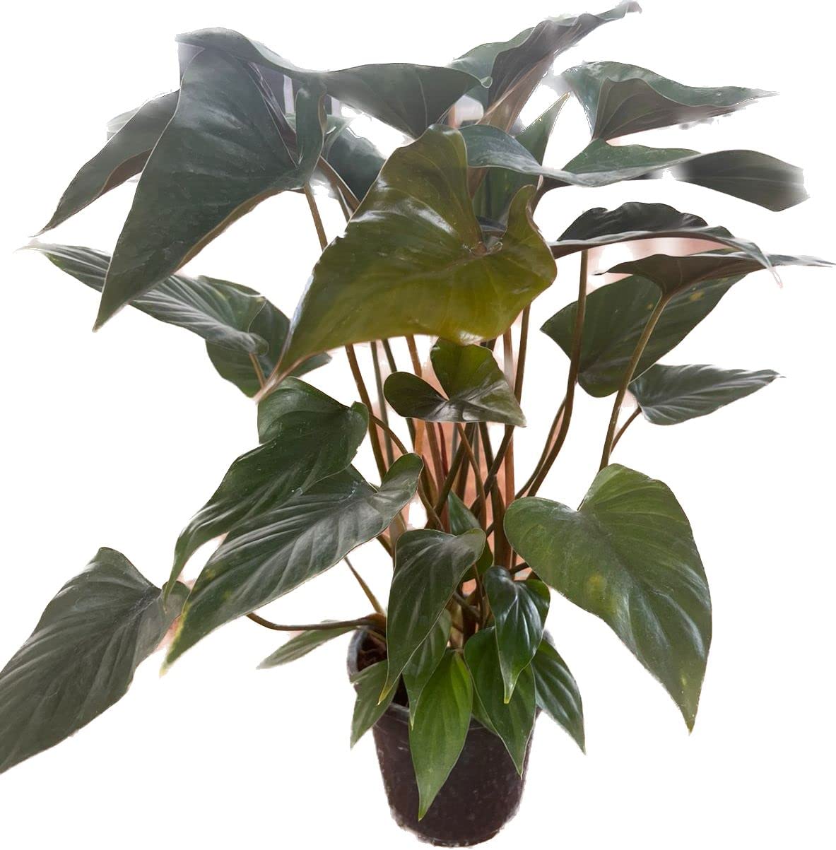 Garden Art Live Plant Homalomena Rubescens (Queen Of Hearts-Maggie) Live Plant With 4inch Nursery Plastic Pot for Home, Office,Garden Decor