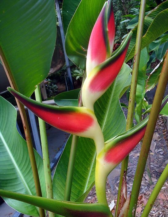 Seeds Ville Heliconia Imported Flower Bulbs Pack of 2