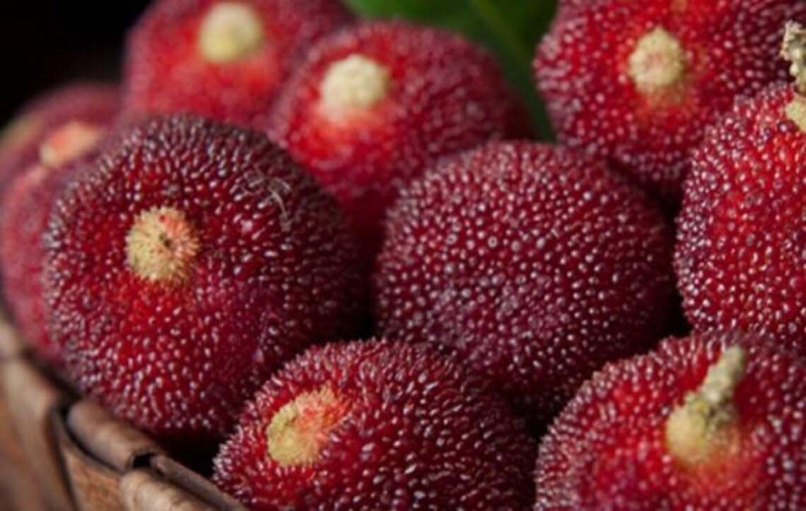 50+ Pcs- Myrica Rubra Chinese Bay-Berry Seeds - Morella Rubra Seeds For Planting - Grow All India - All Year.