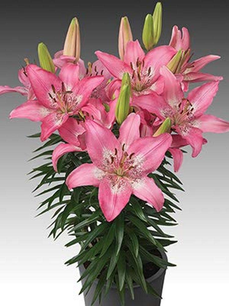 PLANTOGALLERY Asiatic Lily Imported and Hybrid Flower Bulbs Good Germination - Pack of 2 Bulbs (Pink)