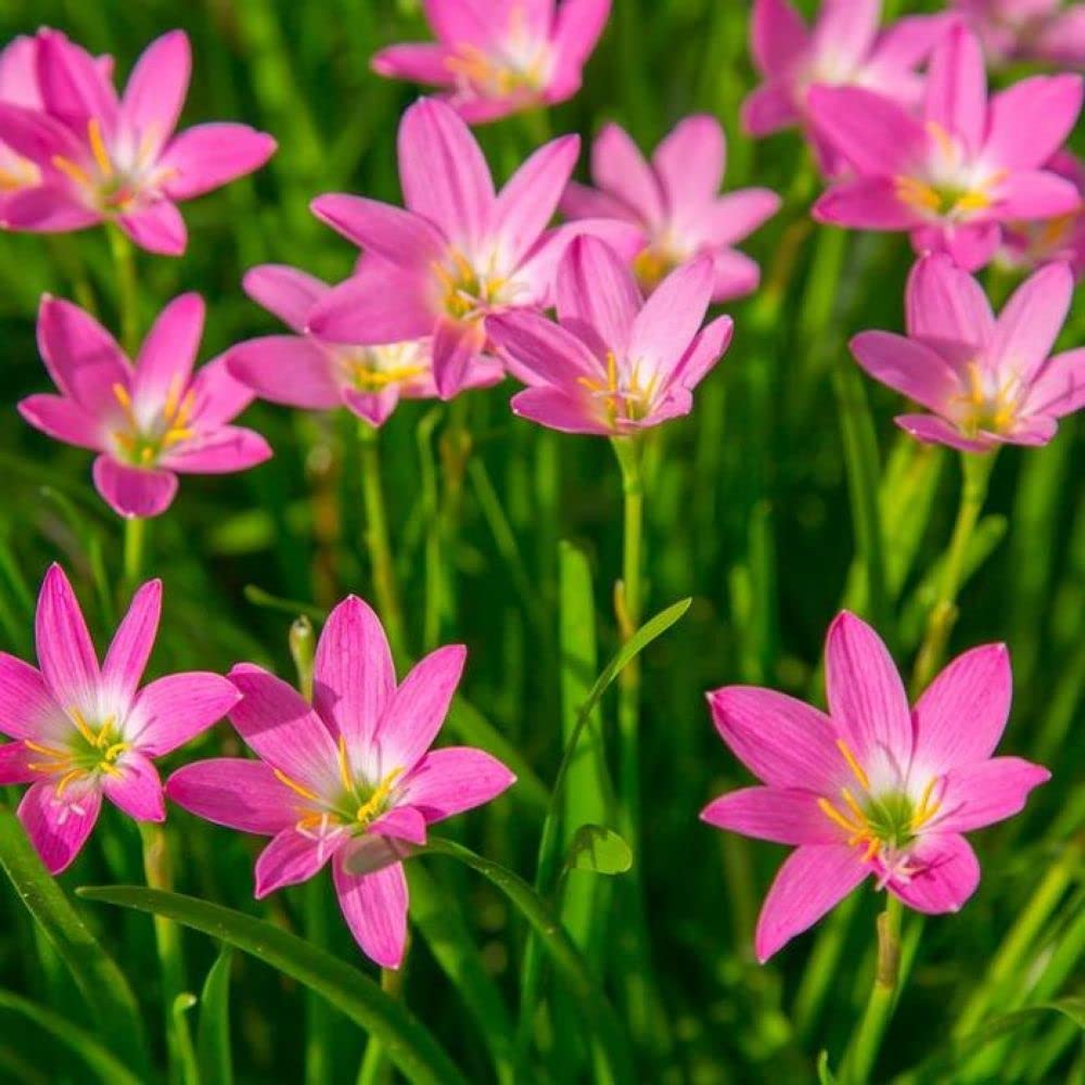 Live Green Zephyranthes - Rain Lily All Season Flower Bulbs (10pcs)