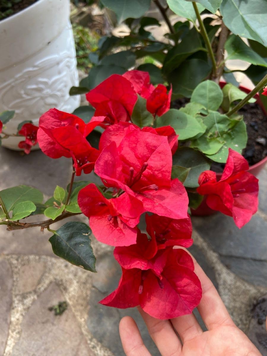 Seeds Ville Bougainvillea Live Flowering Plant Pack of 1