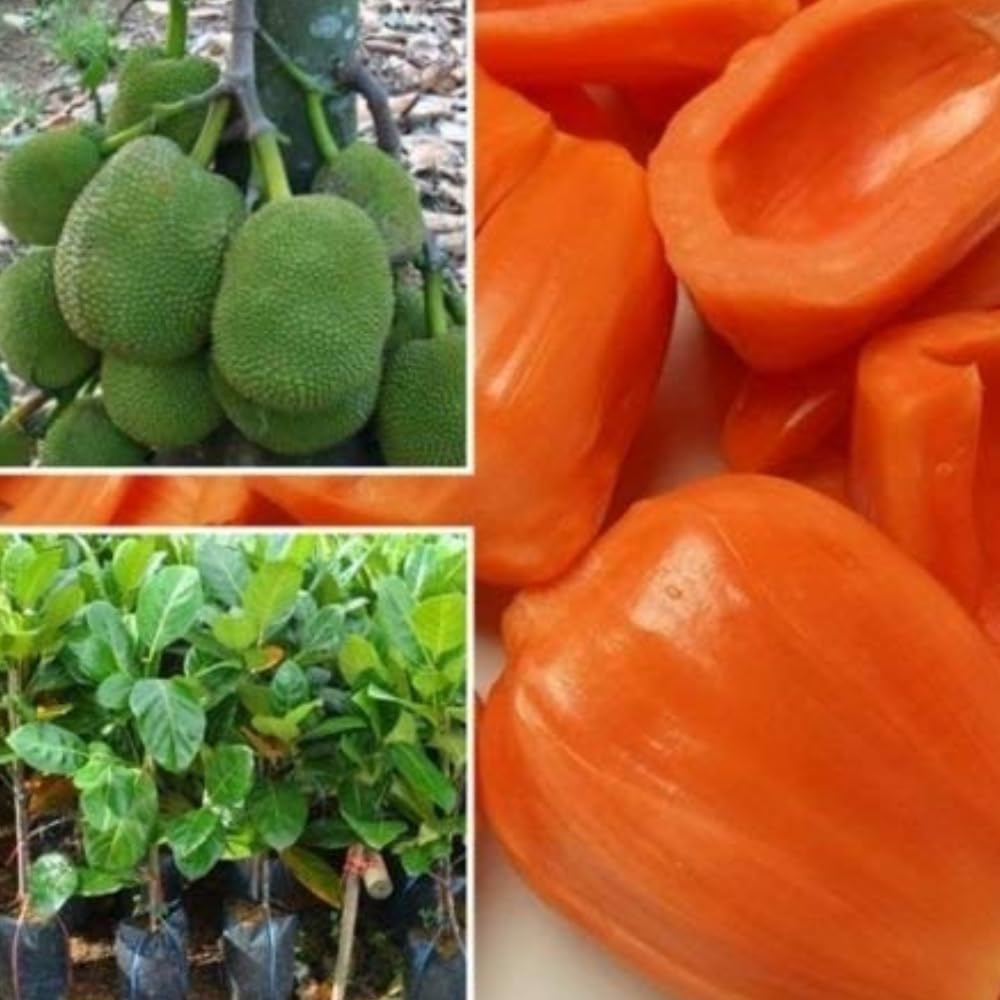 Dishita Go Green - Live Fruit Plants (Jackfruit Vietnam Super Early 1 Year Fruiting Variety - Ayur Jack Varikka Katahal Chakka Fruit Grafted Live Plant & Tree (1-1.5Ft Size))