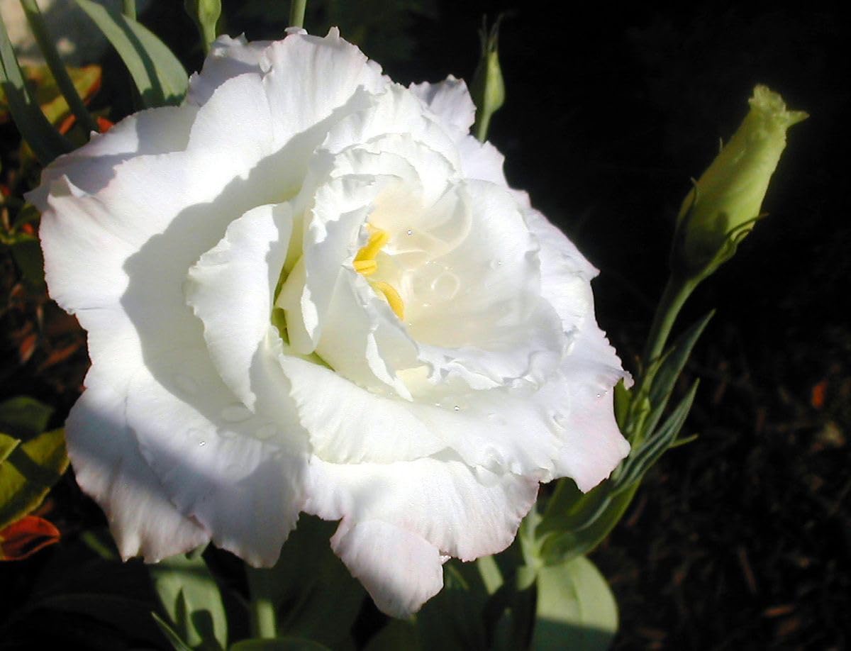 Radha Krishna Agriculture® Imported Lisianthus Flower Seeds for Home and Kitchen Gardening Pack of 100 seeds (MULTISHADE)