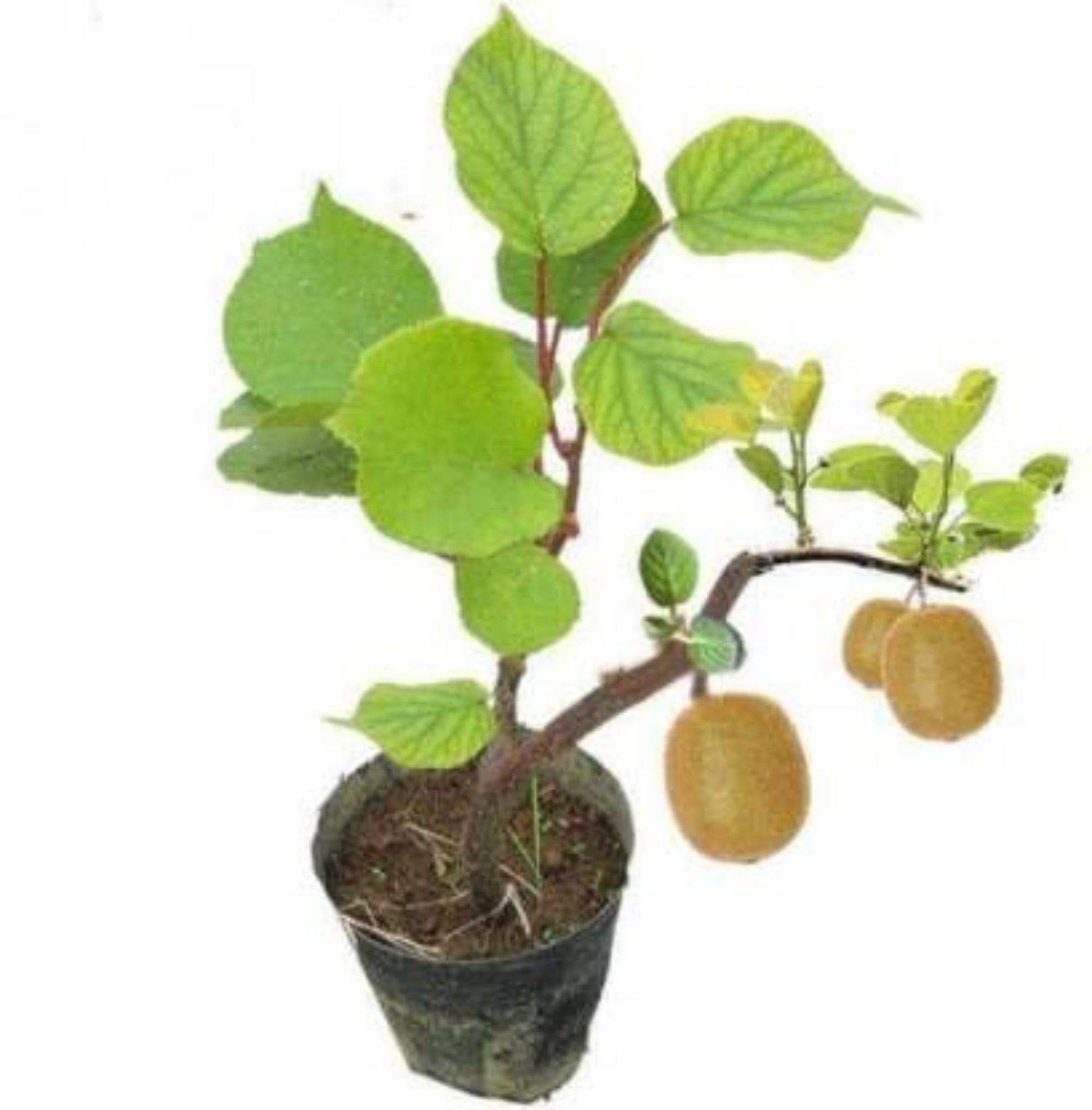 Guruji Plantation Live Kiwi Plant Exotic Climbing Fruit Vine with Sweet & Tangy Kiwis | Easy to Grow & Nutrient-Rich (1)