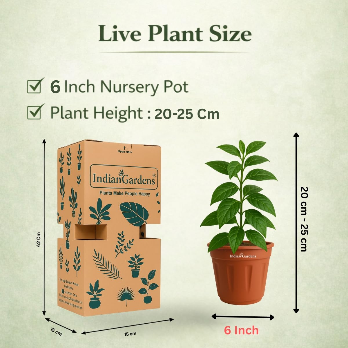 Seeds Ville Kanakambaram Crossandra Live Flowering Plant in Pot