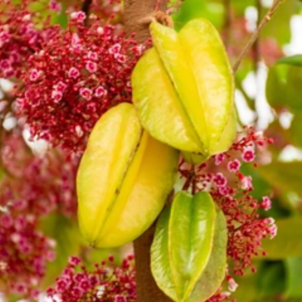 Dishita Go Green - Live Fruit Plants (Jackfruit Vietnam Super Early 1 Year Fruiting Variety - Ayur Jack Varikka Katahal Chakka Fruit Grafted Live Plant & Tree (1-1.5Ft Size))