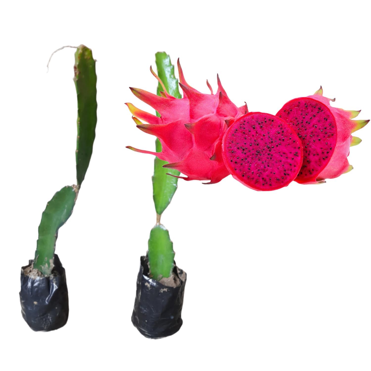 Dragon Fruit Combo Pack of All Three- 3 Varieties- Yellow Skin, Pink Skin but White Flesh and PinkSkin with Pink Flesh.. Hybrid Rooted Dragon Saplings. [V4]