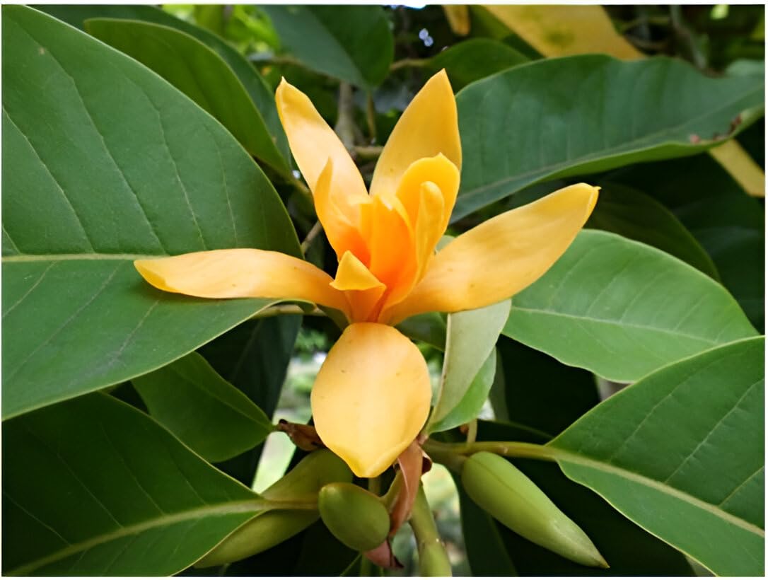 Live Champa Flower Plant – Hybrid Golden Swarna Champa (Michelia Hirwa Chafa) | Fragrant Sonchafa Champak Tree for Home Garden || without pot (pack of 1)