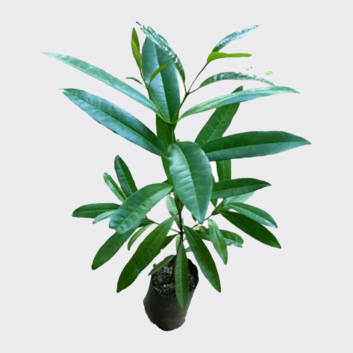 All Spice Pimenta Dioica spice scented leaf Spice Live Plant (1.5-3 Feet Height)