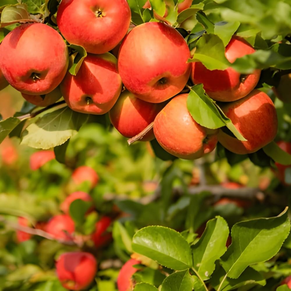 Seeds Ville HRMN-99 Grafted Live Apple Plant for Hot Weather