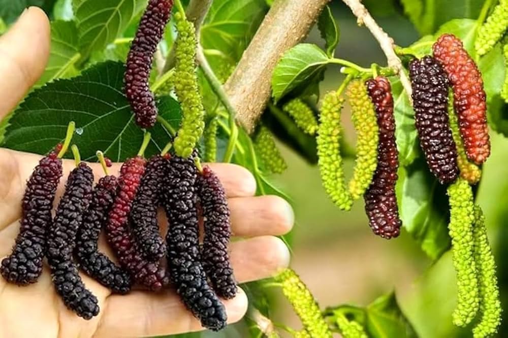 GRAFTED- BLACK MULBERRY Fruit Tree- (PACK OF 2) Live Outdoor Garden Plant