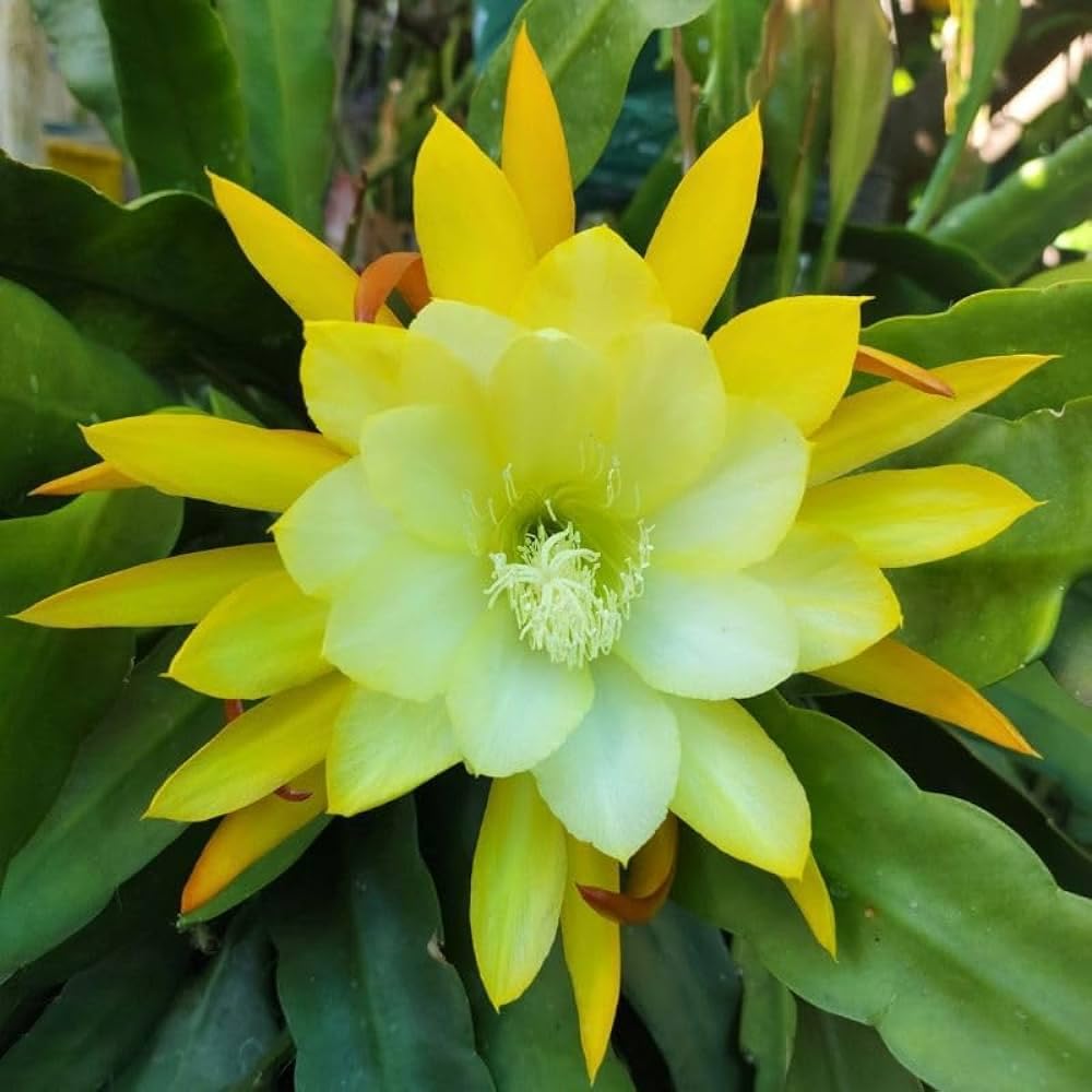 Earth Hopper 50+ Seeds- Auspicious Flower Brahma Kamal Flower Seeds For Home Garden- All Season Flower Seeds- (Mix Colour)